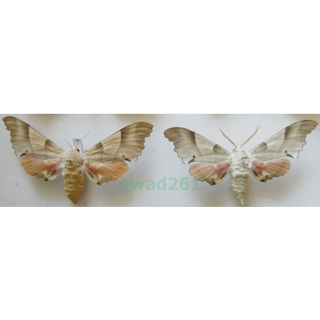 Marumba quercus (Denis & Schiffermüller, 1775) pair Nastrosz dębowiec Austria76